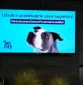 Fitus reklaminiai ekranai